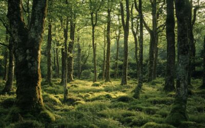 Humidité et nuisibles : identifier les insectes mangeurs de bois dans le sud Finistère